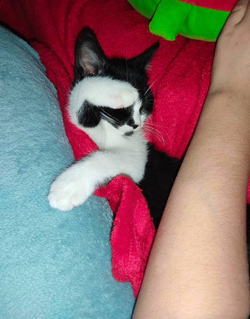 Domino participe au concours pour gagner de l'argent avec cette photo : carmine, carnivore, cat, comfort, dog_breed, electric_blue, fawn, felidae, foot, fur, glove, human_leg, knee, lap, paw, small_to_medium_sized_cats, snout, tail, thigh, whiskers