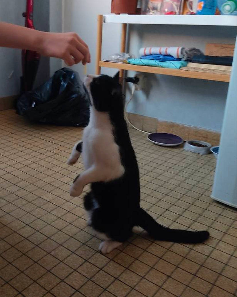 Domino a rejoint le concours — aidez-le/la à gagner de superbes lots ! carnivore, cat, companion_dog, dog_breed, domestic_short_haired_cat, elbow, felidae, floor, flooring, formal_wear, fur, hardwood, human_leg, room, shelf, shelving, small_to_medium_sized_cats, tail, whiskers, wood