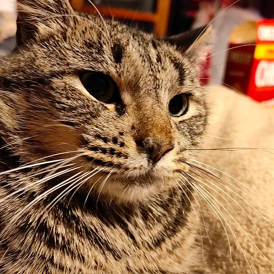 Daisy
