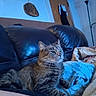 Daisy is registered to the contest to win money with this photo: animal, blanket, blue_light, cat, comfortable, cozy, door, fur, furniture, home, indoor, lamp, leather_couch, living_room, pet, relaxed, resting, tabby_cat, wall_art, whiskers