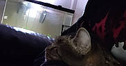 Daisy is registered to the contest to win money with this photo: animal, aquarium, arm, casual, cat, couch, cozy, domestic, evening, fish_tank, furniture, indoor, light, person, pet, quiet, relaxing, resting, tabby_cat, wall