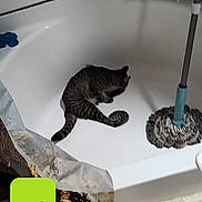 Daisy is registered to the contest to win money with this photo: animal, bathroom, bathtub, cartoon_avatar, cat, cleaning_tool, digital_overlay, filter, floor, fun, gray_cat, household, indoor, mobile_screenshot, mop, pet, resting_cat, snapshot, tabby_cat, tile_floor
