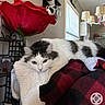 artificial_flower, blanket, cat, cozy, domestic_animal, fur, furniture, gray_cat, home, indoor, lamp, lying_down, pet, red_blanket, red_flower, relaxed, resting, white_blanket, white_cat, window