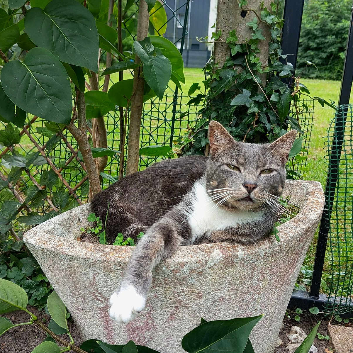 Billy a rejoint le concours — aidez-le/la à gagner de superbes lots ! animal, backyard, cat, garden, green, herbal, herbs, jar, leaf, nature, outdoors, pet, plant, planter, pottedplant, pottery, soil, vase, vegetation, yard