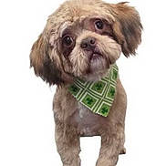 Polo is registered to the contest to win money with this photo: dog, puppy, fluffy, bandana, green, clover, pet, cute, head_tilt, fur, small_dog, adorable, studio, white_background, animal, mammal, friendly, portrait, standing, companion