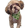 dog, puppy, fluffy, bandana, green, clover, pet, cute, head_tilt, fur, small_dog, adorable, studio, white_background, animal, mammal, friendly, portrait, standing, companion