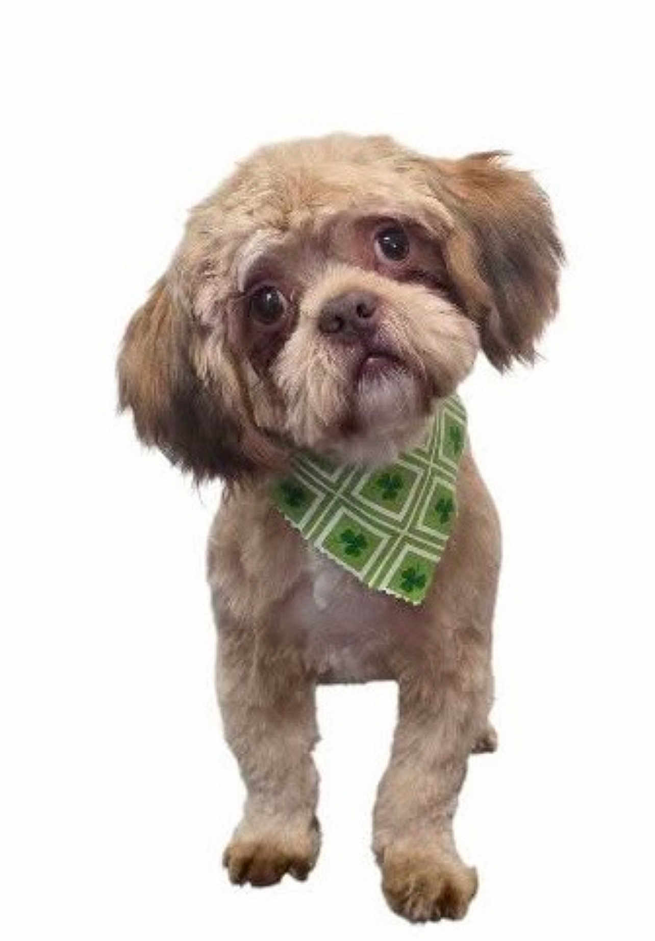 Polo is registered to the contest to win money with this photo: dog, puppy, fluffy, bandana, green, clover, pet, cute, head_tilt, fur, small_dog, adorable, studio, white_background, animal, mammal, friendly, portrait, standing, companion