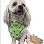 dog, small_dog, bandana, green_bandana, pet, animal, sitting, fluffy_ears, happy, smiling, white_background, cute, fur, tail, portrait, domestic_animal, friendly, closeup, canine, four_legs