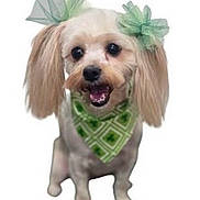 Nova joined the competition — help win amazing prizes! dog, small_dog, green_bows, green_bandana, pet, fluffy_ears, happy, cute, smiling, studio_shot, white_background, animal, domestic_animal, friendly, adorable, portrait, standing, fur, mammal, canine