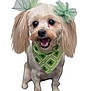 dog, small_dog, green_bows, green_bandana, pet, fluffy_ears, happy, cute, smiling, studio_shot, white_background, animal, domestic_animal, friendly, adorable, portrait, standing, fur, mammal, canine
