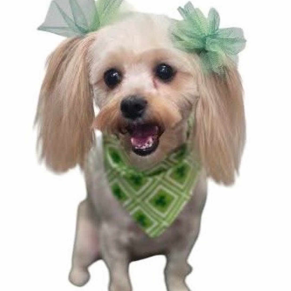 Nova joined the competition — help win amazing prizes! adorable, animal, canine, cute, dog, domestic_animal, fluffy_ears, friendly, fur, green_bandana, green_bows, happy, mammal, pet, portrait, small_dog, smiling, standing, studio_shot, white_background