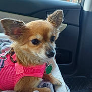 Nova is registered to the contest to win money with this photo: animal, blanket, car_interior, collar, companion, cozy, curious, cute, dog, ears, fur, indoor, leash, nose, pet, pink_harness, seat, small_dog, tag, window