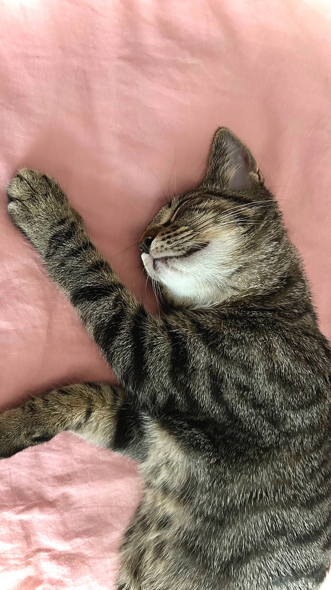 Melek participe au concours pour gagner de l'argent avec cette photo : art, carnivore, cat, claw, domestic_short_haired_cat, felidae, fur, gesture, grass, nail, paw, sitting, small_to_medium_sized_cats, snout, tail, terrestrial_animal, tree, whiskers, wildlife