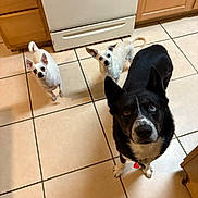 Guerro Jack Venom is registered to the contest to win money with this photo: dog, small_dog, large_dog, kitchen, tile_floor, appliance, stove, cabinet, pet, animal, curious, waiting, indoor, floor_tile, ears, collar, black_dog, white_dog, looking_up, three_dogs