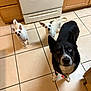dog, small_dog, large_dog, kitchen, tile_floor, appliance, stove, cabinet, pet, animal, curious, waiting, indoor, floor_tile, ears, collar, black_dog, white_dog, looking_up, three_dogs