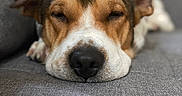 Paprika participe au concours pour gagner de l'argent avec cette photo : animal, canine, closeup, comfort, couch, dog, ears, fur, gray, home, indoor, muzzle, nose, peaceful, pet, portrait, relaxed, resting, sleeping, snout