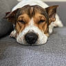 animal, canine, closeup, comfort, couch, dog, ears, fur, gray, home, indoor, muzzle, nose, peaceful, pet, portrait, relaxed, resting, sleeping, snout