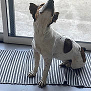 Paprika a rejoint le concours — aidez-le/la à gagner de superbes lots ! animal, brown, canine, curious, dog, domestic, floor, glass_door, head_tilt, home, indoor, natural_light, pet, quiet, relaxed, sitting, spotted, striped_mat, white, window