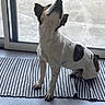 animal, brown, canine, curious, dog, domestic, floor, glass_door, head_tilt, home, indoor, natural_light, pet, quiet, relaxed, sitting, spotted, striped_mat, white, window