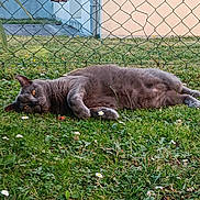 Inuit participe au concours pour gagner de l'argent avec cette photo : cat, gray_cat, grass, flowers, outdoor, fence, relaxed, pet, animal, nature, greenery, lazy, lying_down, garden, summer, daylight, domestic_cat, cute, mammal, whiskers