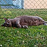 cat, gray_cat, grass, flowers, outdoor, fence, relaxed, pet, animal, nature, greenery, lazy, lying_down, garden, summer, daylight, domestic_cat, cute, mammal, whiskers