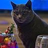 cat, gray_cat, pets, holiday_decorations, glass_bowl, ornaments, indoor, closeup, festive, decor, table, glassware, blurred_background, animal, feline, domestic_cat, still_life, cute, portrait, soft_lighting