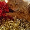 cat, orange_cat, fluffy, tinsel, red_tinsel, gold_tinsel, holiday_decor, sunlight, indoor, pet, animal, feline, fur, cute, relaxed, closeup, floor, whiskers, playful, festive