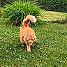 Scotty a rejoint le concours — aidez-le/la à gagner de superbes lots ! cat, orange_cat, grass, flowers, garden, bush, chain_link_fence, outdoor, nature, pet, animal, walking, greenery, daylight, fur, whiskers, tail, flora, spring, sunlight