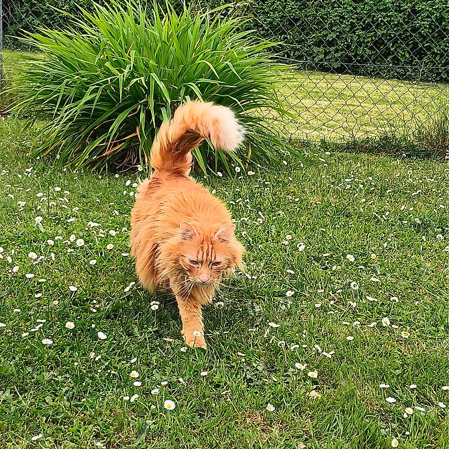 Scotty a rejoint le concours — aidez-le/la à gagner de superbes lots ! cat, orange_cat, grass, flowers, garden, bush, chain_link_fence, outdoor, nature, pet, animal, walking, greenery, daylight, fur, whiskers, tail, flora, spring, sunlight