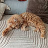 Scotty a rejoint le concours — aidez-le/la à gagner de superbes lots ! cat, orange_cat, fluffy, sleeping, blanket, couch, pillow, furniture, cozy, indoor, pet, resting, relaxed, home, fur, whiskers, cute, animal, nap, soft