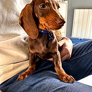 Ficello a rejoint le concours — aidez-le/la à gagner de superbes lots ! animal, bell, brown_dog, closeup, collar, companion, cozy, cute, dachshund, dog, floppy_ears, furniture, indoor, jeans, lap, person, pet, puppy, radiator, sitting