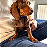 animal, bell, brown_dog, closeup, collar, companion, cozy, cute, dachshund, dog, floppy_ears, furniture, indoor, jeans, lap, person, pet, puppy, radiator, sitting