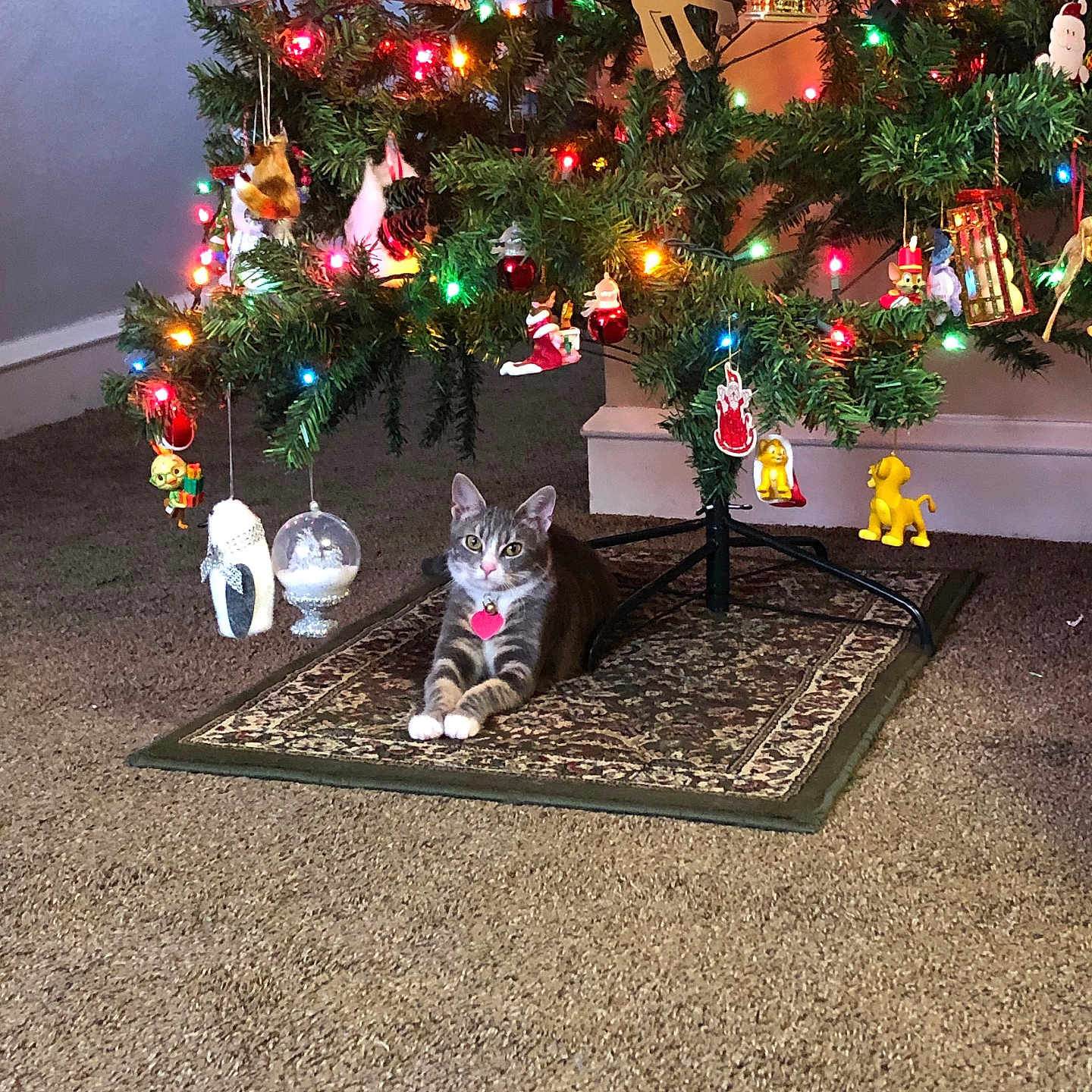 Zoey is registered to the contest to win money with this photo: animal, canine, cat, christmas, christmasdecorations, christmastree, christmastreeornaments, conifer, dog, festival, homedecor, husky, kitten, person, pet, plant, rug, toy, tree