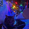 bell, cat, christmas_tree, cozy, decoration, feline, festive, garland, glitter, holiday_lights, indoor, multicolored_lights, ornament, pet_bed, portrait, relaxed, shadow, sparkle, tree_branch, whiskers