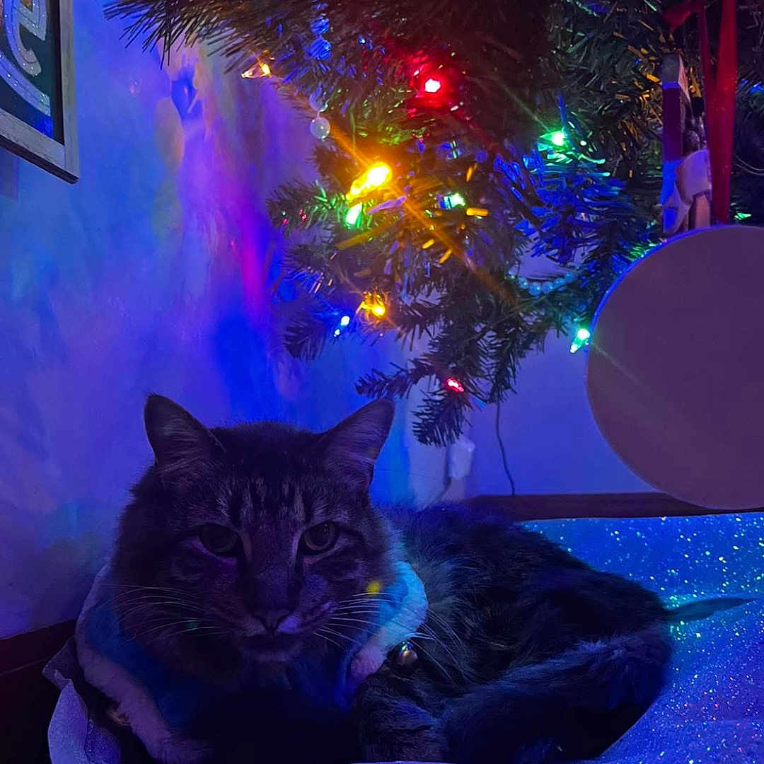 Elvis Presley joined the competition — help win amazing prizes! cat, feline, christmas_tree, holiday_lights, ornament, garland, sparkle, glitter, pet_bed, indoor, cozy, whiskers, tree_branch, multicolored_lights, festive, bell, shadow, portrait, relaxed, decoration
