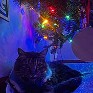 Elvis Presley joined the competition — help win amazing prizes! bell, cat, christmas_tree, cozy, decoration, feline, festive, garland, glitter, holiday_lights, indoor, multicolored_lights, ornament, pet_bed, portrait, relaxed, shadow, sparkle, tree_branch, whiskers