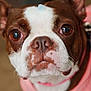 dog, boston_terrier, pet, close_up, face, brown_and_white, pink_shirt, curious, indoor, animal, cute, ears, whiskers, nose, fur, portrait, looking, adorable, domestic_animal, sticker