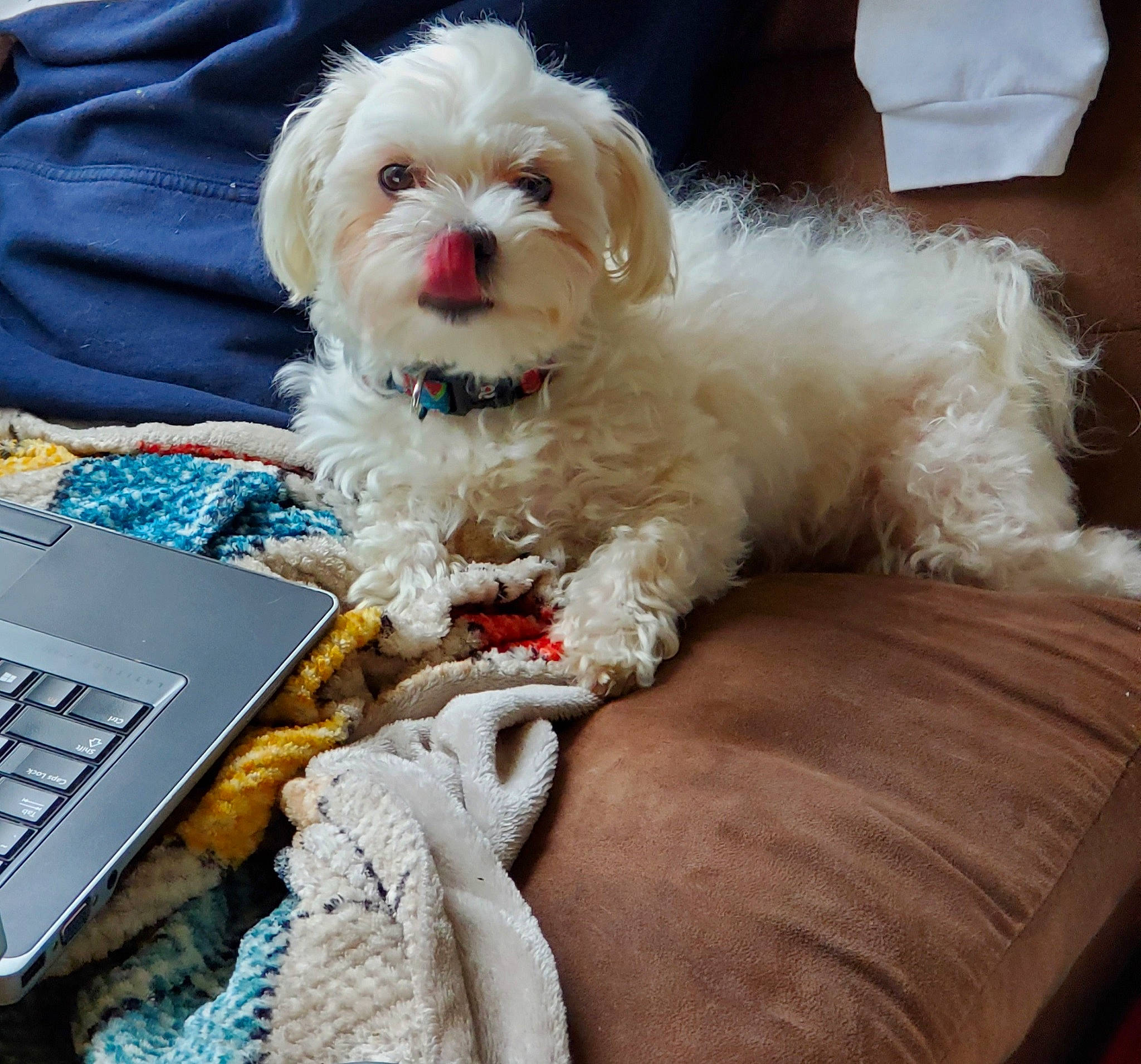 Foxy is registered to the contest to win money with this photo: bolonka, canidae, carnivore, cavachon, cavapoo, cockapoo, companion_dog, dog, dog_breed, maltepoo, maltese, mammal, poodle_crossbreed, puppy, puppy_love, schnoodle, shih_poo, shih_tzu, snout, vertebrate