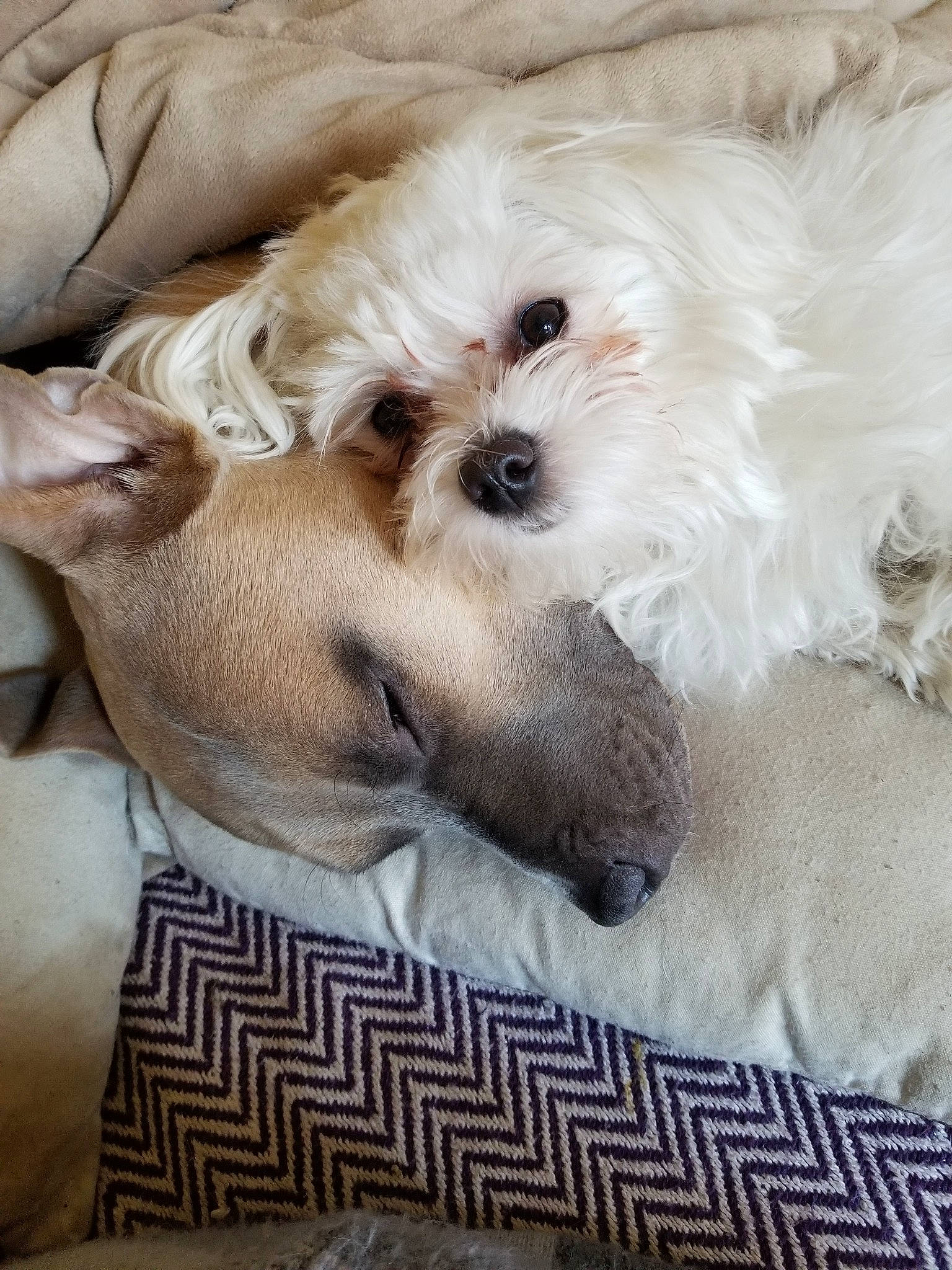 Foxy is registered to the contest to win money with this photo: bichon, bolonka, canidae, carnivore, companion_dog, dog, dog_breed, havanese, maltepoo, maltese, mammal, morkie, non_sporting_group, puppy, puppy_love, rare_breed_dog, shih_tzu, toy_dog, vertebrate, west_highland_white_terrier