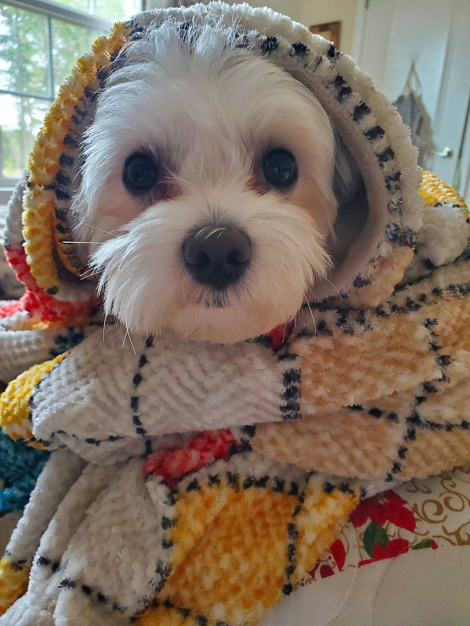 Foxy is registered to the contest to win money with this photo: bichon, canidae, carnivore, cavachon, cavapoo, cockapoo, companion_dog, dog, dog_breed, havanese, maltepoo, maltese, mammal, morkie, non_sporting_group, puppy, schnoodle, shih_tzu, snout, toy_dog