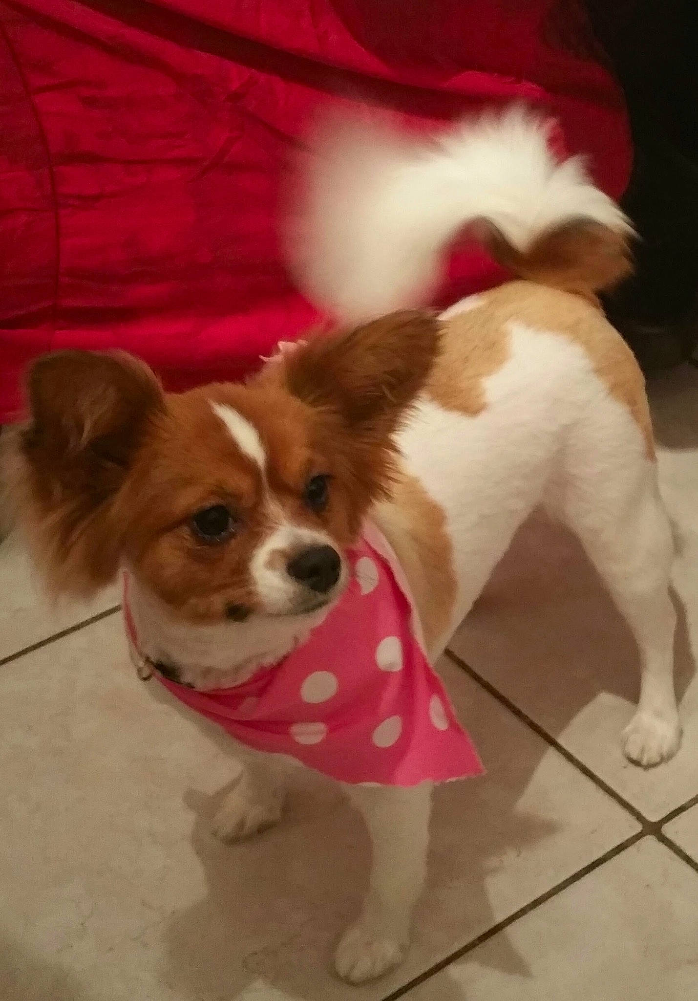Buffy is registered to the contest to win money with this photo: canidae, carnivore, chihuahua, companion_dog, dog, dog_breed, dog_clothes, fawn, mammal, papillon, phalene, puppy, snout, spaniel, sporting_group, toy_dog, vertebrate