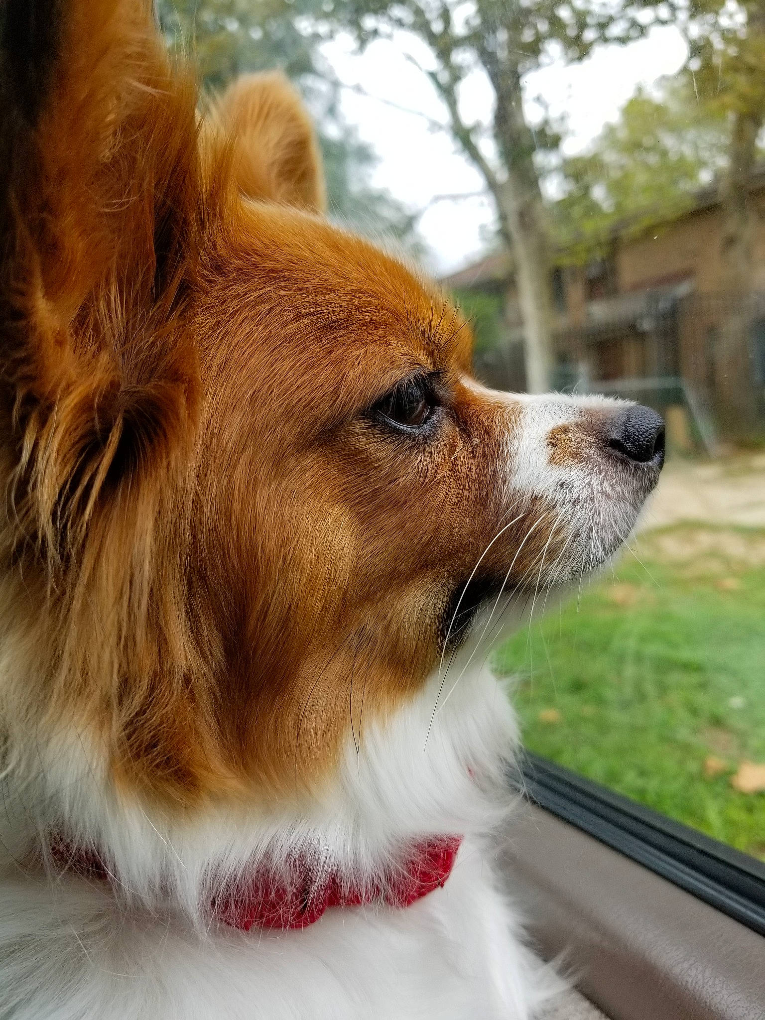 Buffy joined the competition — help win amazing prizes! canidae, carnivore, companion_dog, dog, dog_breed, ear, mammal, papillon, pomeranian, puppy, snout, spaniel, sporting_group, vertebrate, whiskers