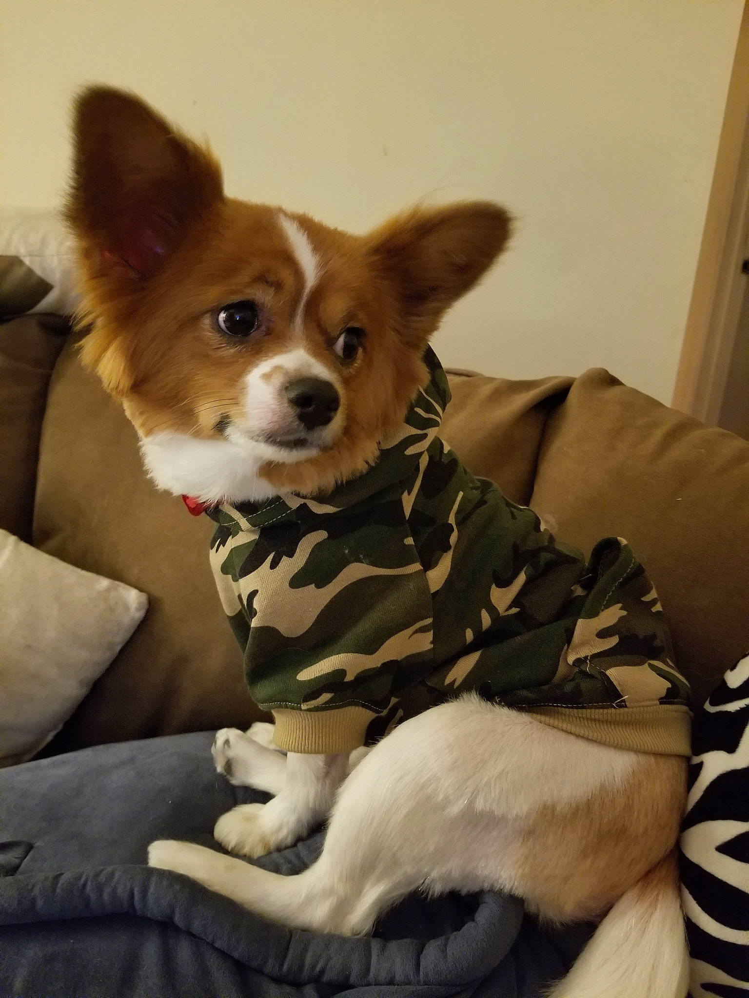 Buffy joined the competition — help win amazing prizes! canidae, cardigan_welsh_corgi, carnivore, companion_dog, corgi_chihuahua, dog, dog_breed, ear, fawn, fur, mammal, pembroke_welsh_corgi, puppy, sporting_group, vertebrate, welsh_corgi