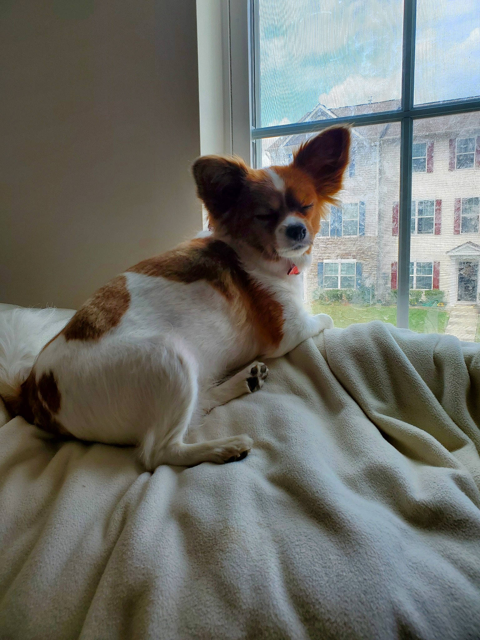 Buffy is registered to the contest to win money with this photo: canidae, carnivore, chihuahua, companion_dog, dog, dog_breed, ear, fawn, mammal, papillon, puppy, rat_terrier, sporting_group, teddy_roosevelt_terrier, toy_dog