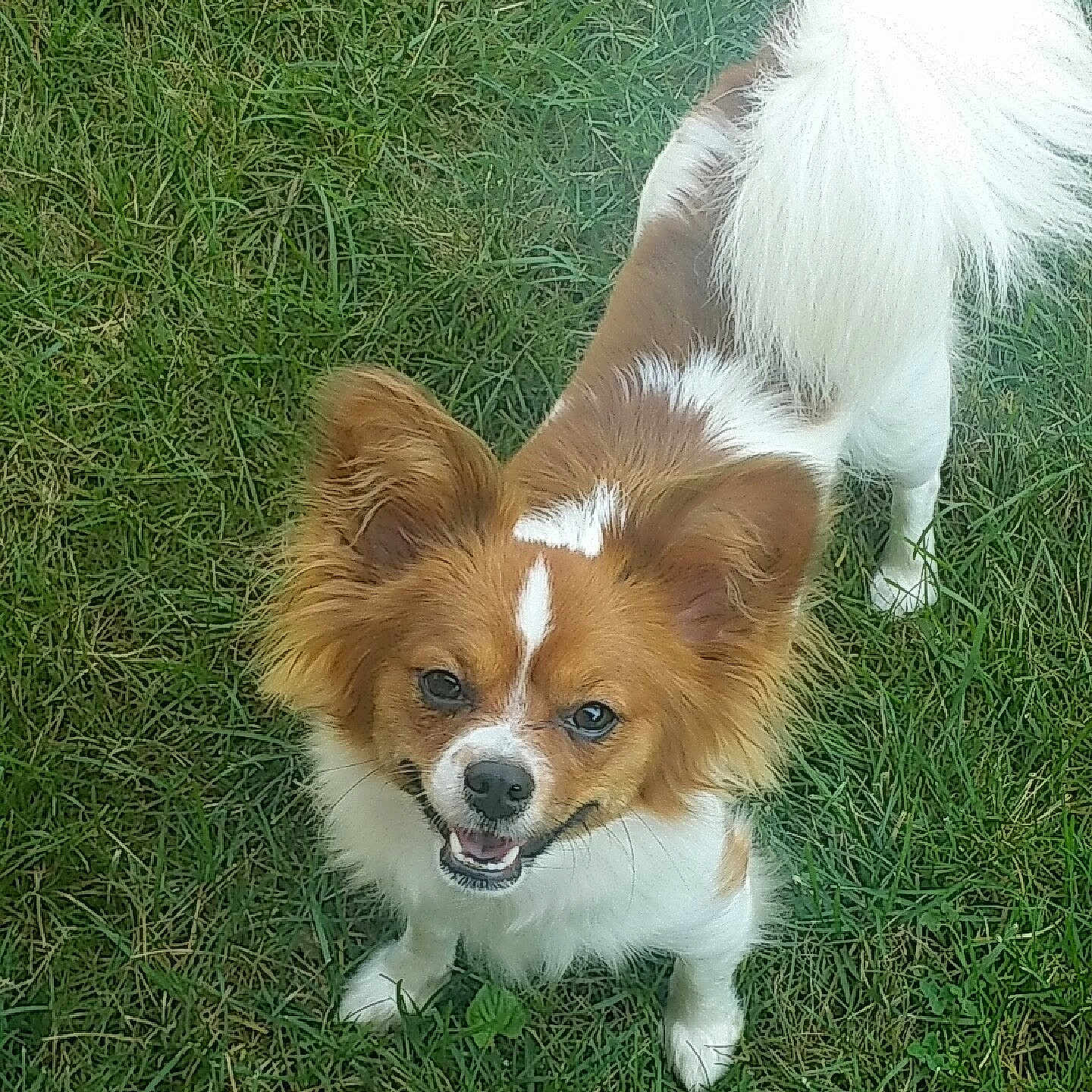 Buffy