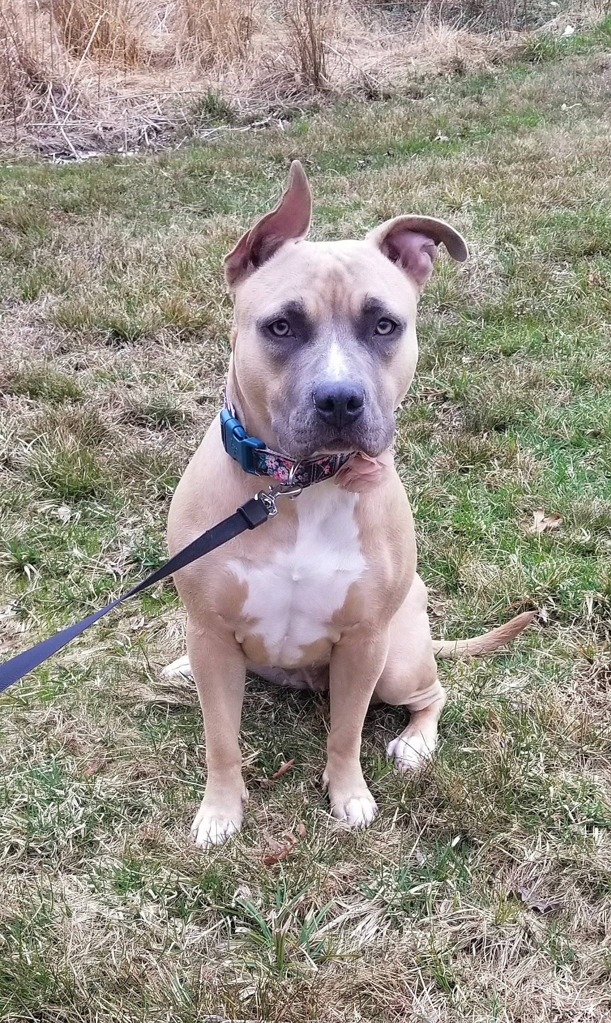 Sweetie is registered to the contest to win money with this photo: american_pit_bull_terrier, american_staffordshire_terrier, bull_and_terrier, canidae, carnivore, catahoula_bulldog, dog, dog_breed, fawn, mammal, non_sporting_group, pit_bull, rare_breed_dog, snout, staffordshire_bull_terrier, terrier, vertebrate