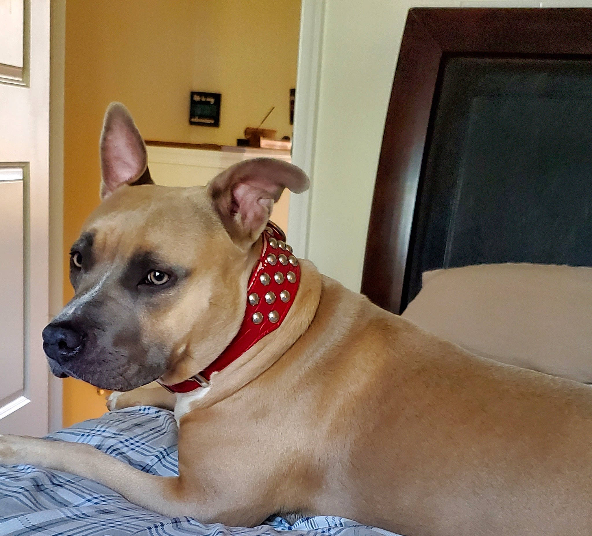Sweetie joined the competition — help win amazing prizes! american_pit_bull_terrier, american_staffordshire_terrier, canidae, carnivore, collar, companion_dog, dog, dog_breed, dog_collar, ear, fawn, mammal, non_sporting_group, pit_bull, rare_breed_dog, snout, sporting_group, staffordshire_bull_terrier, vertebrate, whiskers