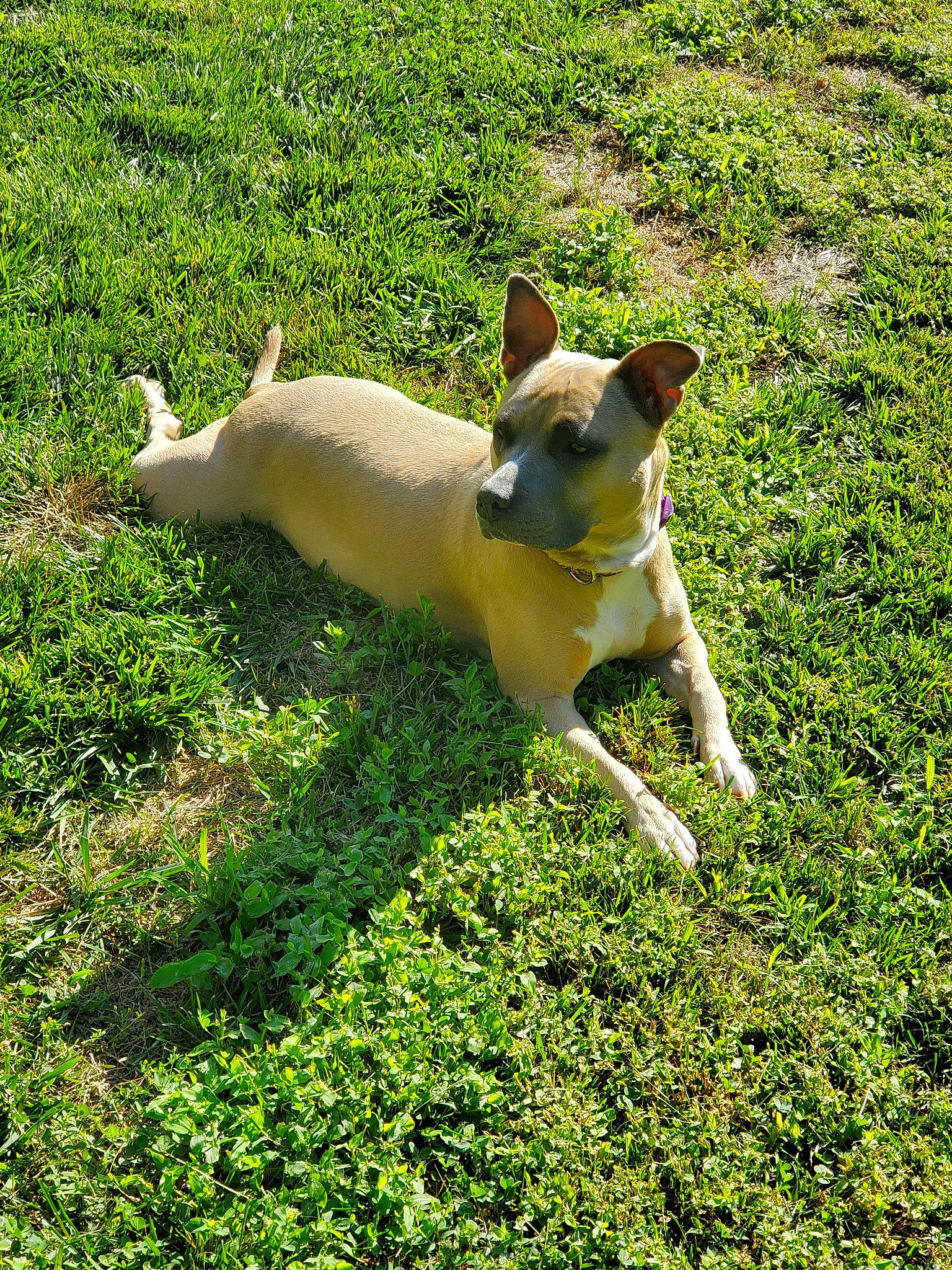 Sweetie is registered to the contest to win money with this photo: canidae, carnivore, companion_dog, dog, dog_breed, fawn, feist, grass, mammal, vertebrate