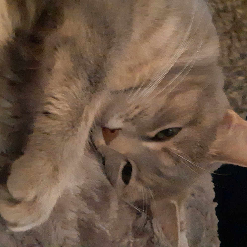 Puce