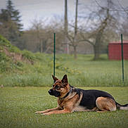 Tango participe au concours pour gagner de l'argent avec cette photo : german_shepherd, dog, pet, grass, lawn, fence, chain_collar, lying_down, profile, outdoors, backyard, blurred_background, trees, shed, calm, attentive, snout, ears, paws, portrait